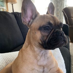 Meet your Posher, Lacey